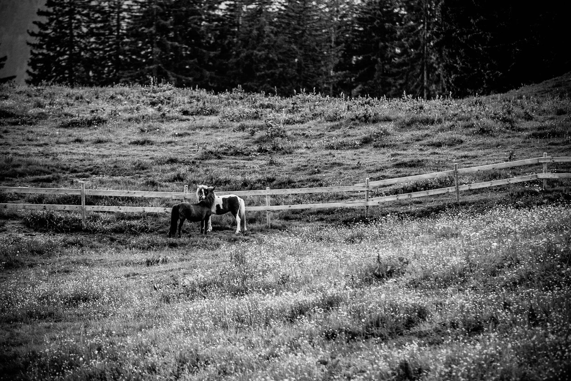 Export x3 075 JC 909 Beispiele Eva 2016